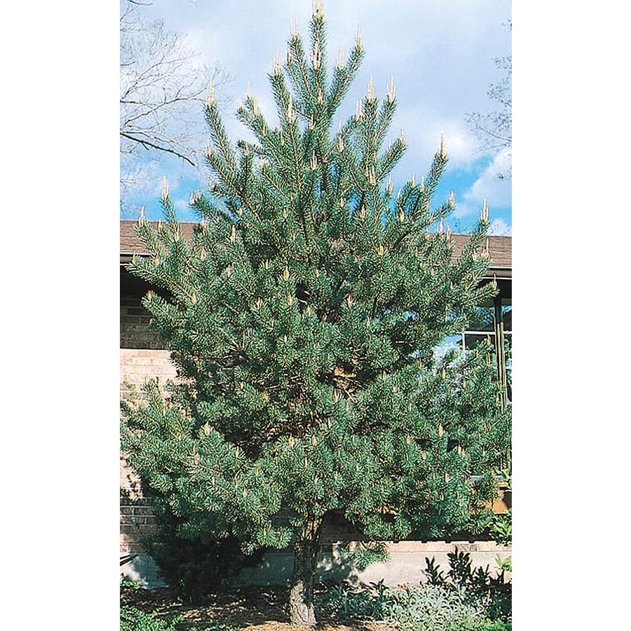 2.25-Gallon Scotch Pine Feature Tree (L3939) at Lowes.com