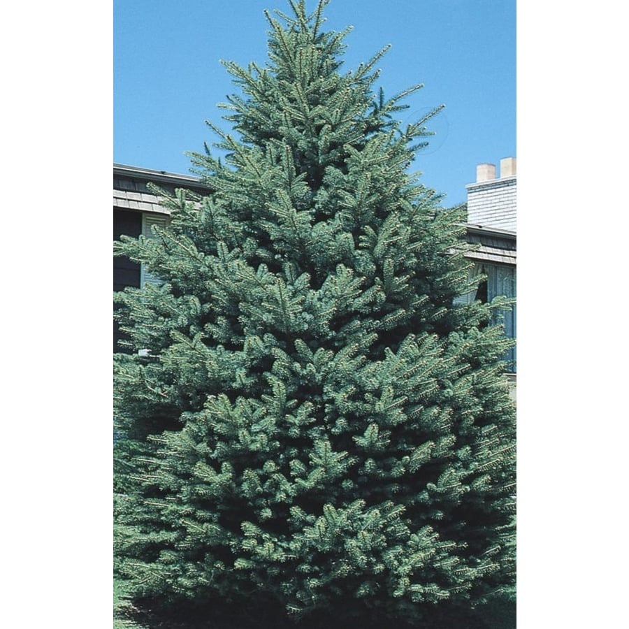 11.1-Gallon Black Hills Spruce Feature Tree (L4531)