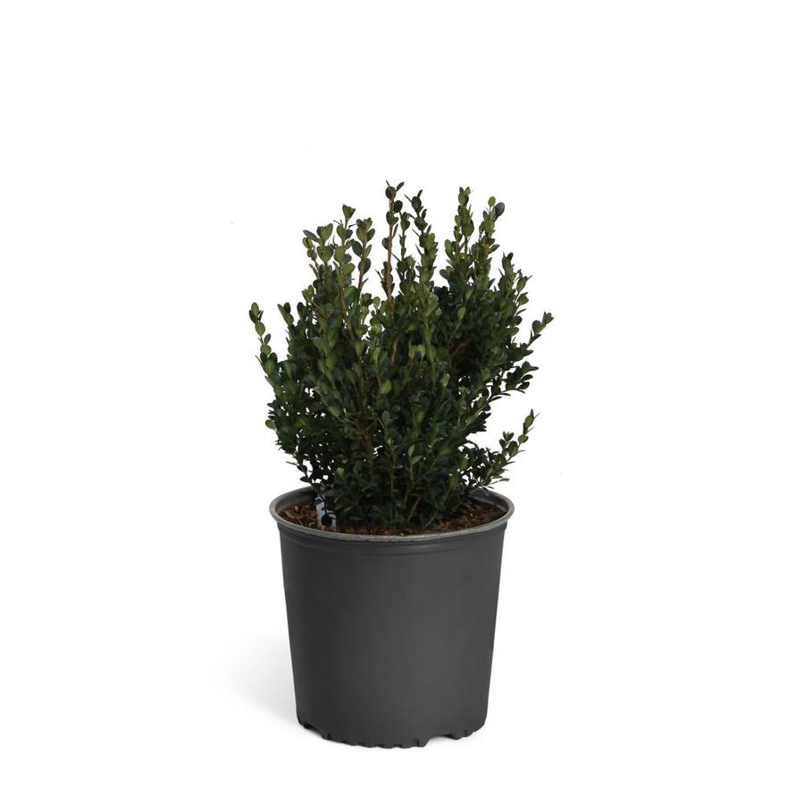Wintergreen Boxwood Shrubs at