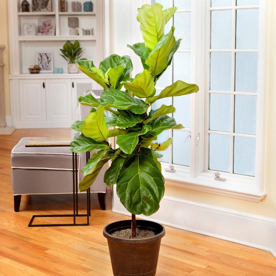 Brighter Blooms 3 -Gallon Fiddle-Leaf Fig Tree Feature tree (N/A) in ...