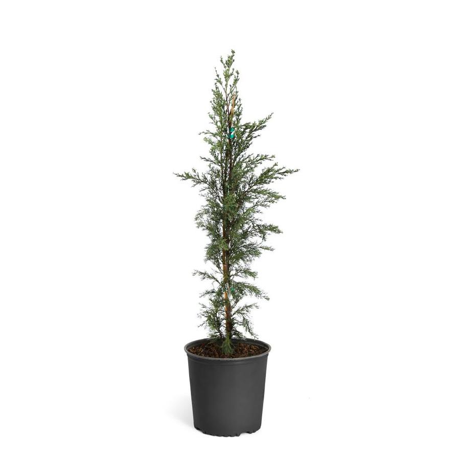 Brighter Blooms 3-Gallon Italian Cypress Tree Screening Tree in Pot in ...