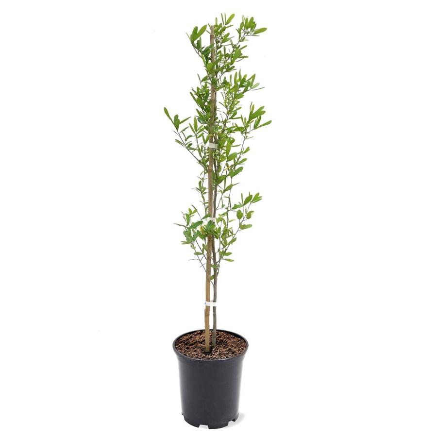 Shade Tree Plants Bulbs Seeds At Lowes Com