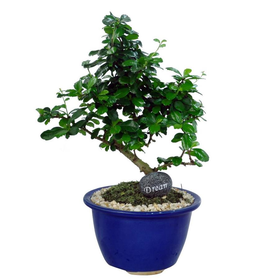 Bonsai House Plants at