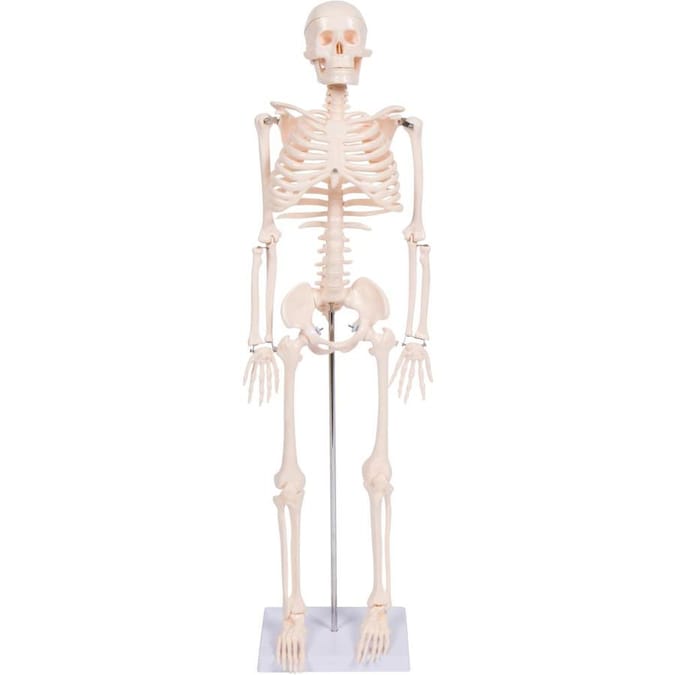 Модель скелета. Модель скелет человека 85 см. Золотые марки «Korloff» модель «Skeleton squelette11/8404n.