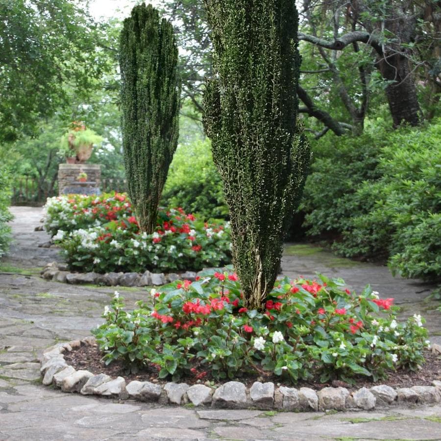 Foundation Hedge Shrubs At Lowes Com