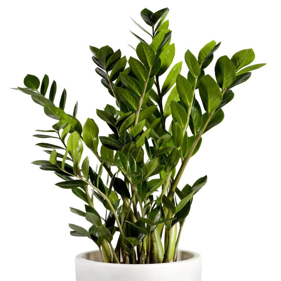 ZZ Plant House Plants At Lowes Com   1003237594 