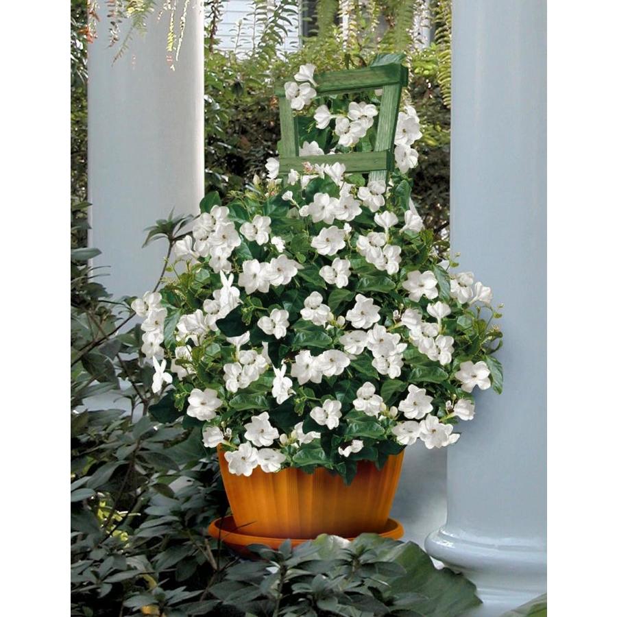 National Plant Network 1ft White Sambac Jasmine in