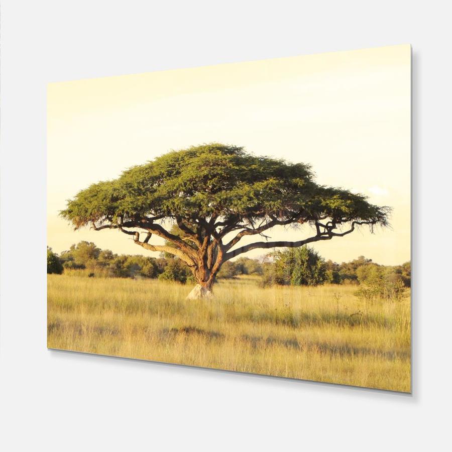 Designart Acacia Tree on African Plain- Oversized African Landscape ...