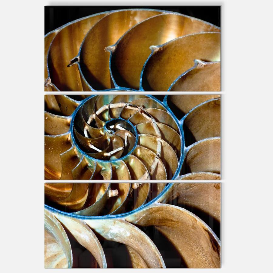 Designart Brown Large Nautilus Shell Multipanel Abstract Metal Wall Art In The Wall Art Department At Lowes Com