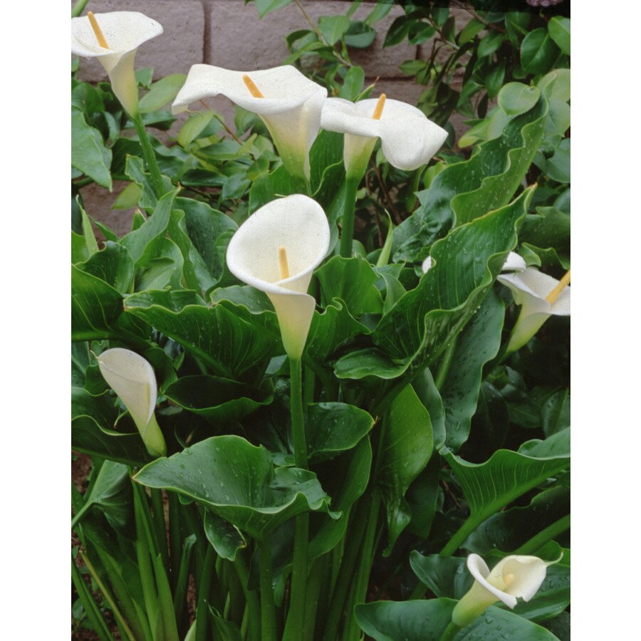 Lowe's NURSERY perennials - View #3