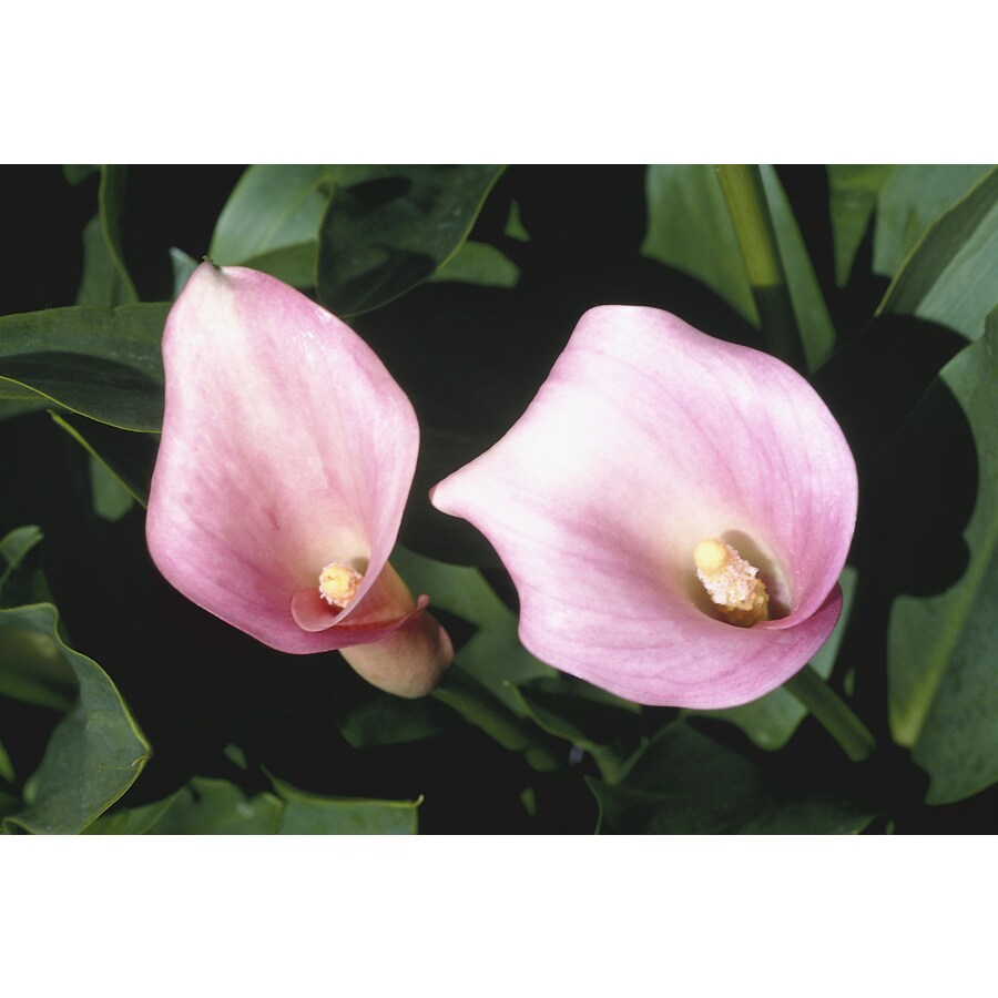 Lowe's NURSERY perennials - View #4