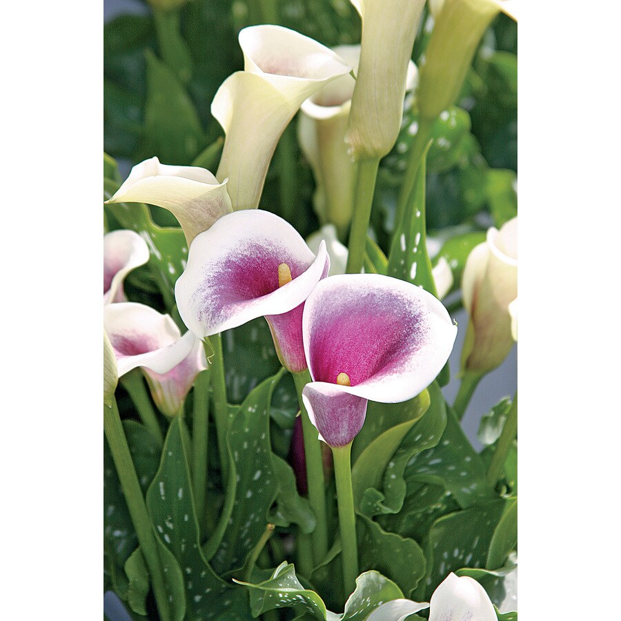 Lowe's NURSERY perennials - View #5