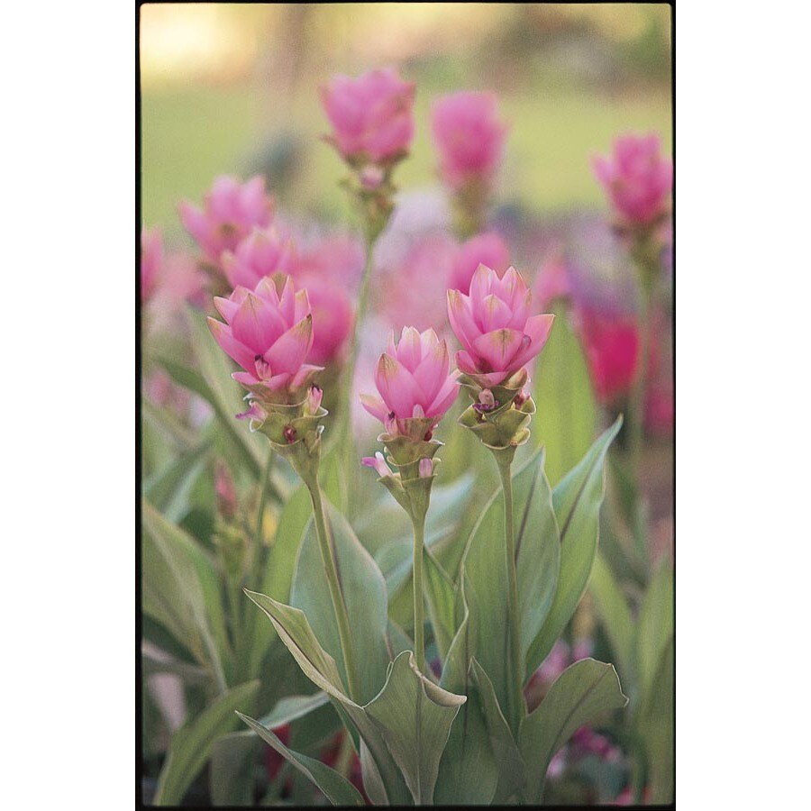 In Curcuma Ginger (L10834) at