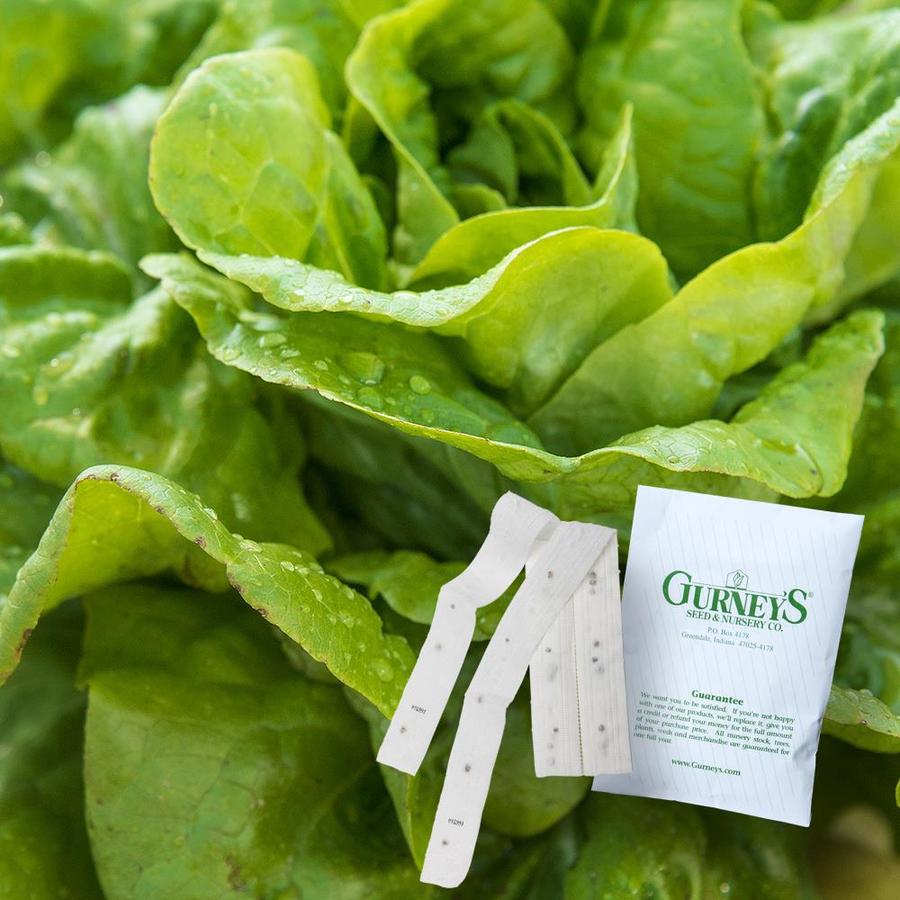 Gurney's Seed and Nursery 2Count 7.5ft Lettuce Head Buttercrunch Seed