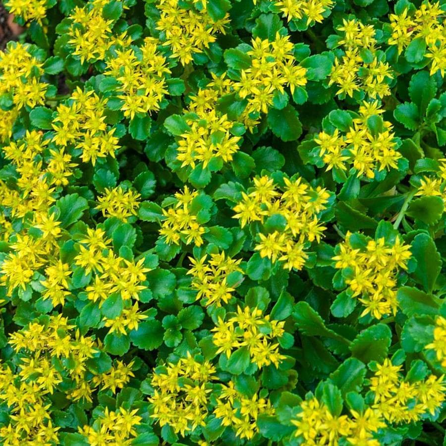 Gardens Alive 12 Oz Golden Creeping Sedum In Pot In The Ground Cover Department At Lowes Com