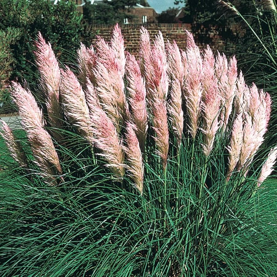 Gardens Alive! 3 Inch(Es)-Pack Pampas Grass Pink in Pot in the ...