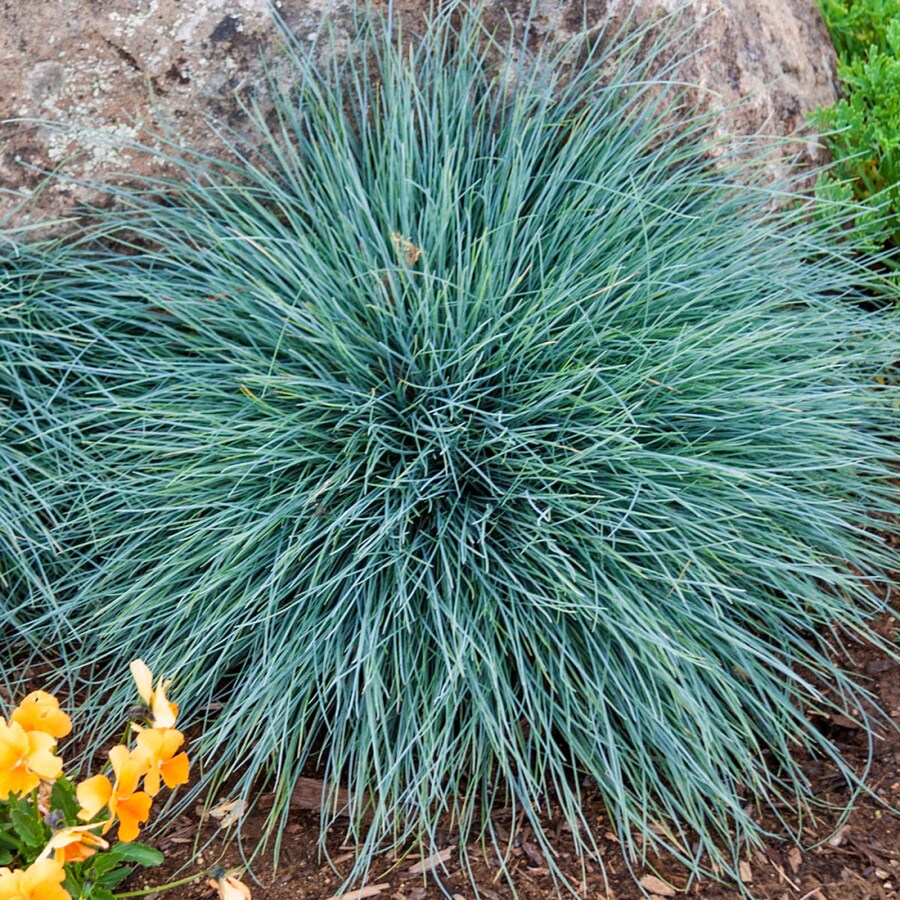 Gardens Alive! 12-oz Blue Fescue Pot at Lowes.com