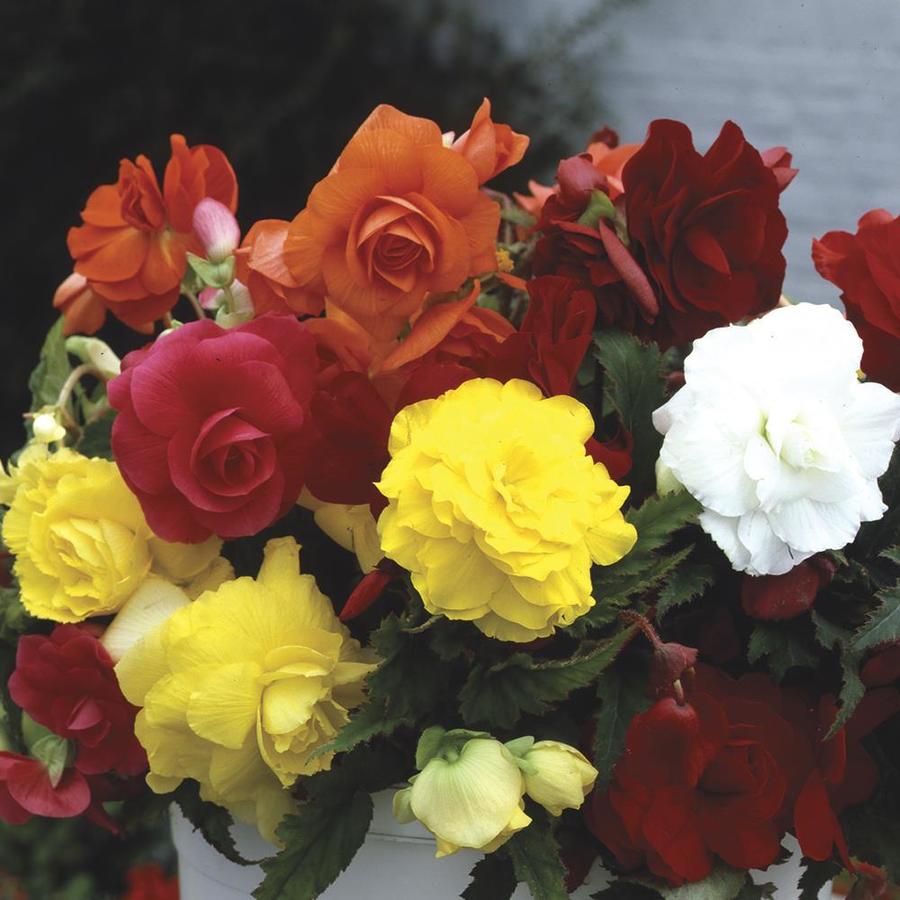 Gardens Alive! 3Pack Mixed Nonstop Begonia Bulbs at