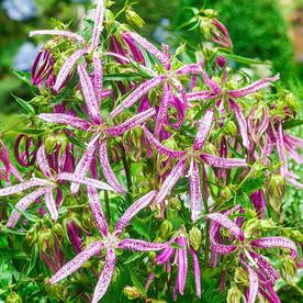 Perennials at Lowes.com