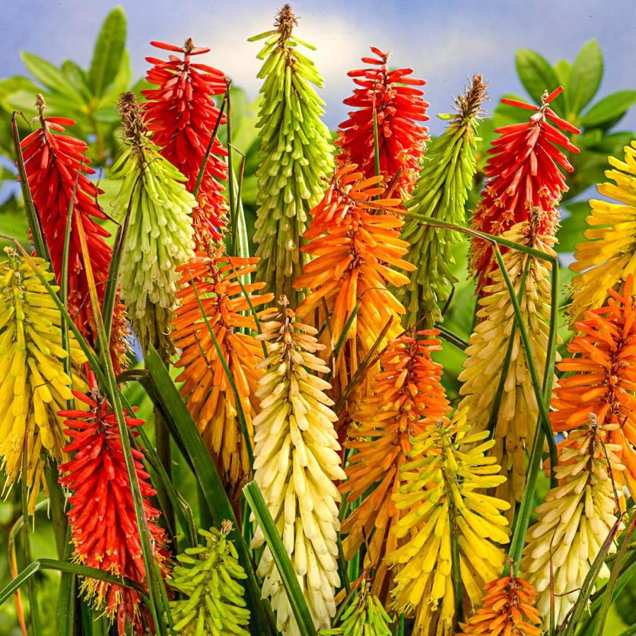 1 Gallon In Red Hot Poker L5331 In The Perennials Department At Lowes Com