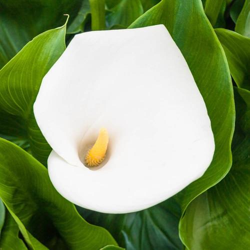 Gardens Alive! White Giant Calla Lily Bulbs at