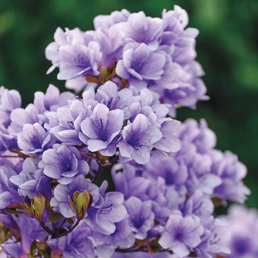 shrubs with purple flowers