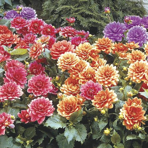 Gardens Alive! 3Pack Mixed Border Dahlia Bulbs in the Plant Bulbs