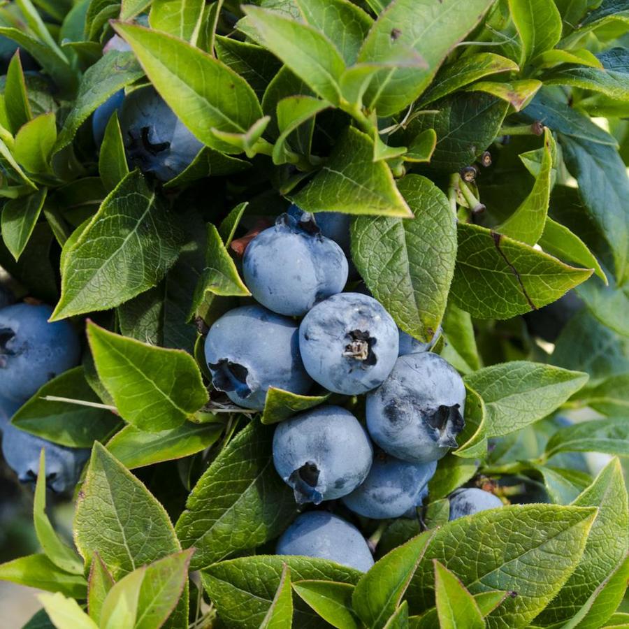 Gurney's Seed and Nursery 1Pack Tophat Blueberry Bare