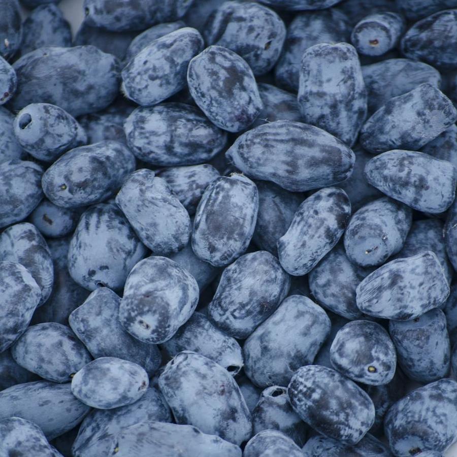 Honeyberry Fruit Plants at