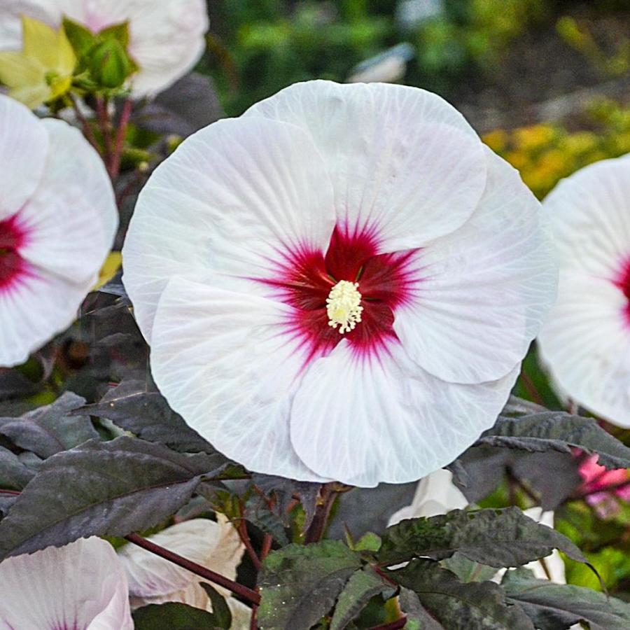 Gardens Alive! Bareroot Mocha Moon Perennial Hibiscus at