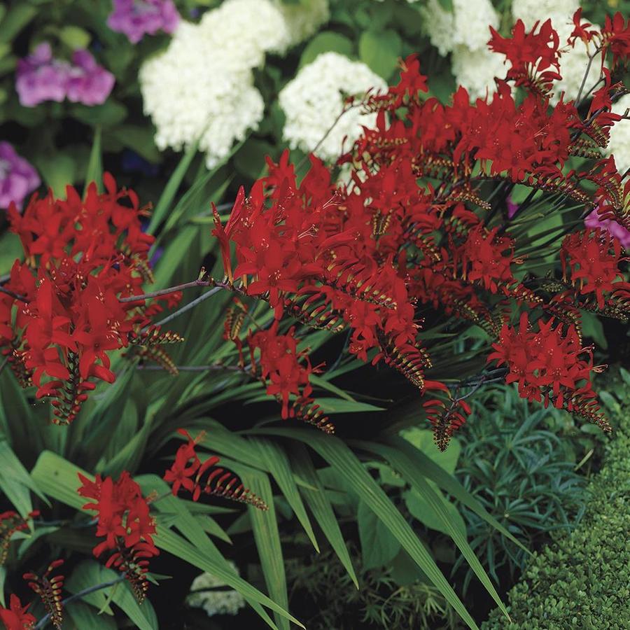 Gardens Alive! 25Pack Lucifer Crocosmia Bulbs at