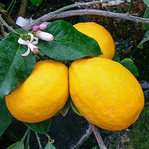 Gardens Alive 3 In Pot Meyer Dwarf Lemon Tree Potted The Tropical Plants Department At Com - Lemon Patio Tree Van Zyverden Gardens Alive 3 In Pot Meyer Dwarf Lemon Tree Potted The Tropical Plants Department At Com - Lemon Patio Tree Van Zyverden