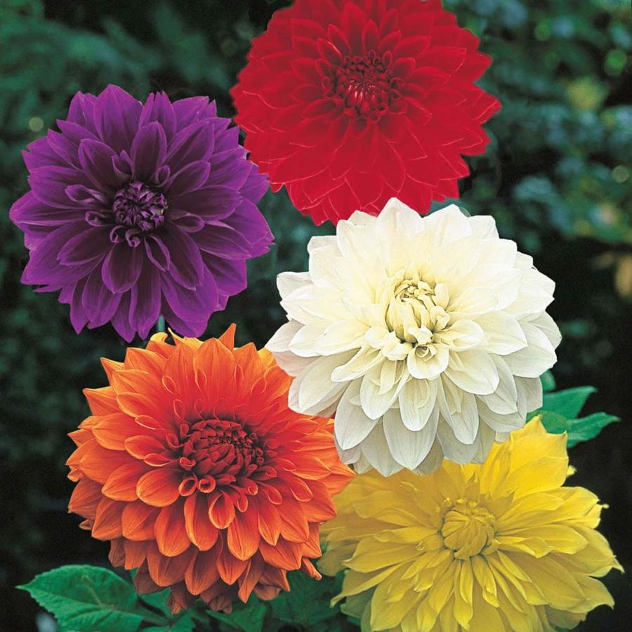 Gardens Alive! 5Pack Lilac Time Dahlia Bulbs at