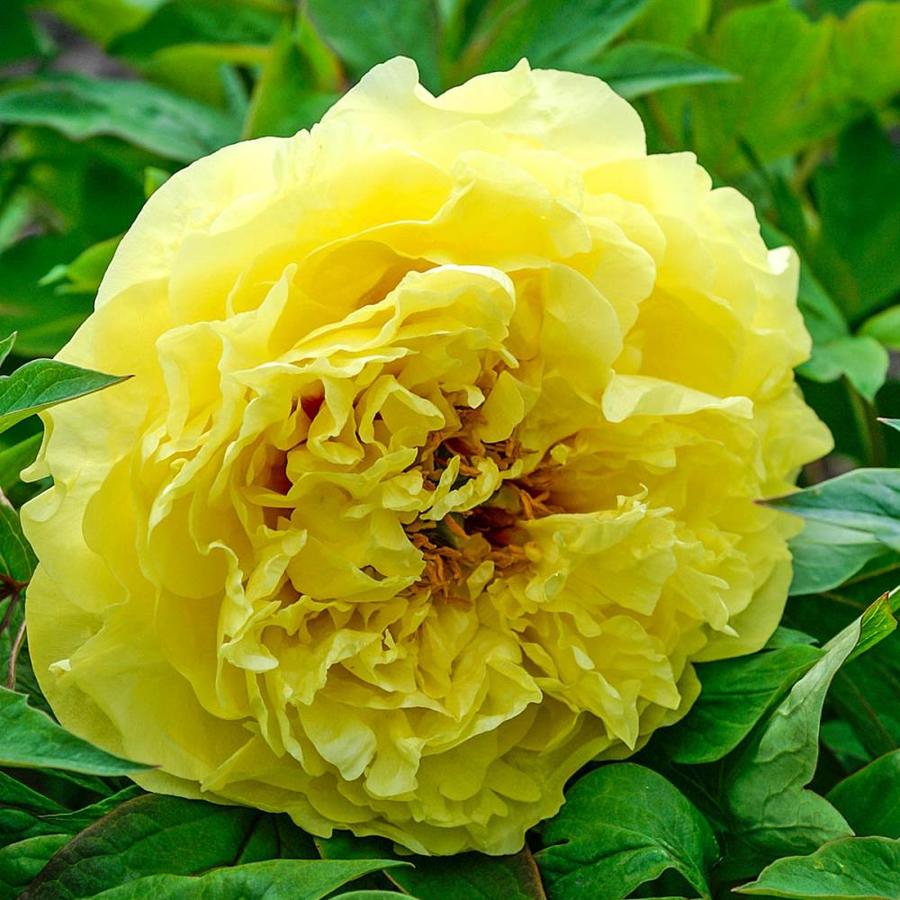 Spring Hill Nurseries 1 Pack In Bareroot Yellow Crown Itoh Peony In The Perennials Department At Lowes Com