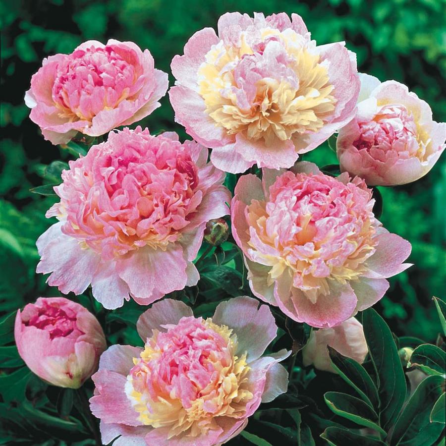 Spring Hill Nurseries 3 Pack 3 Pack In Bareroot 3 Pack Raspberry Sundae Peony In The Perennials Department At Lowes Com