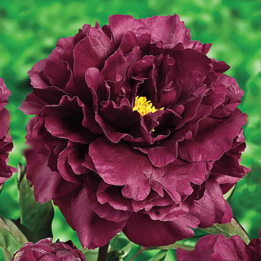 Spring Hill Nurseries 3 Pack 3 Pack In Bareroot 3 Pack Black Beauty Peony In The Perennials Department At Lowes Com