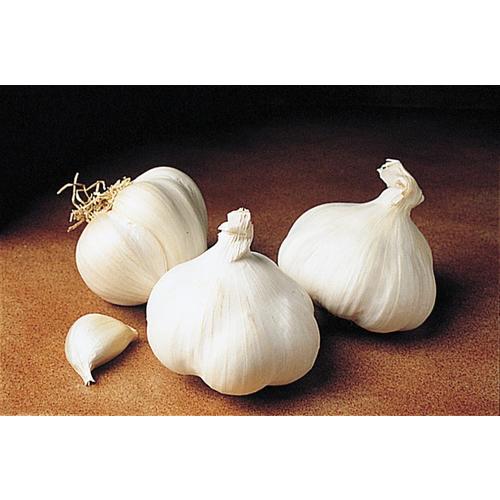 Gardens Alive! 1Pack California White Soft Neck Garlic Bulbs in the
