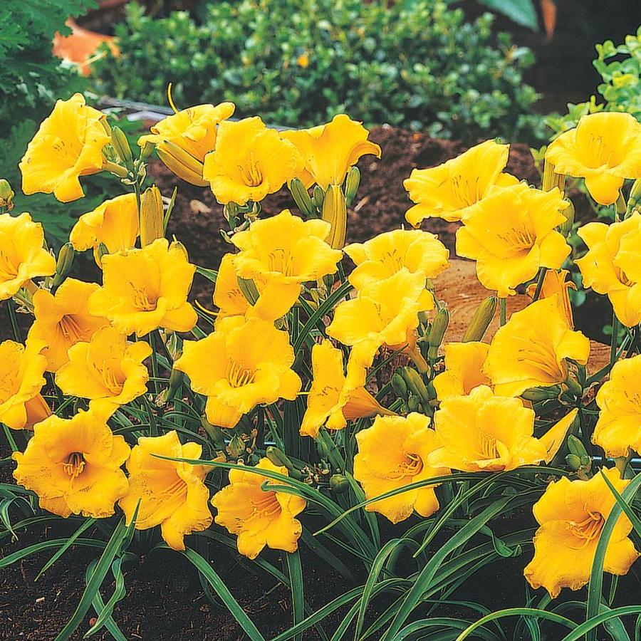 Gardens Alive! 5Pack in Bareroot Stella D� Oro Daylily