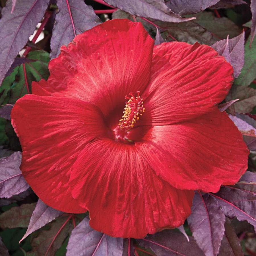 Image result for puerto rico hibiscus flower