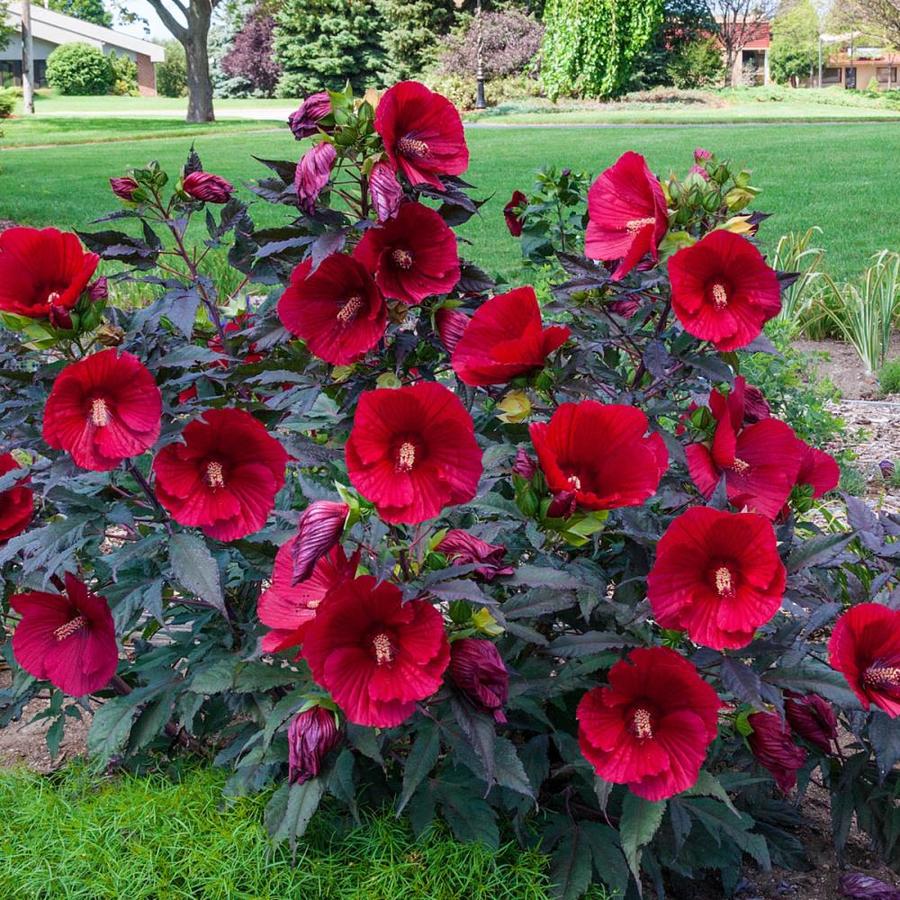 Gardens Alive! 1-Pack in Bareroot Midnight Marvel Perennial Hibiscus in