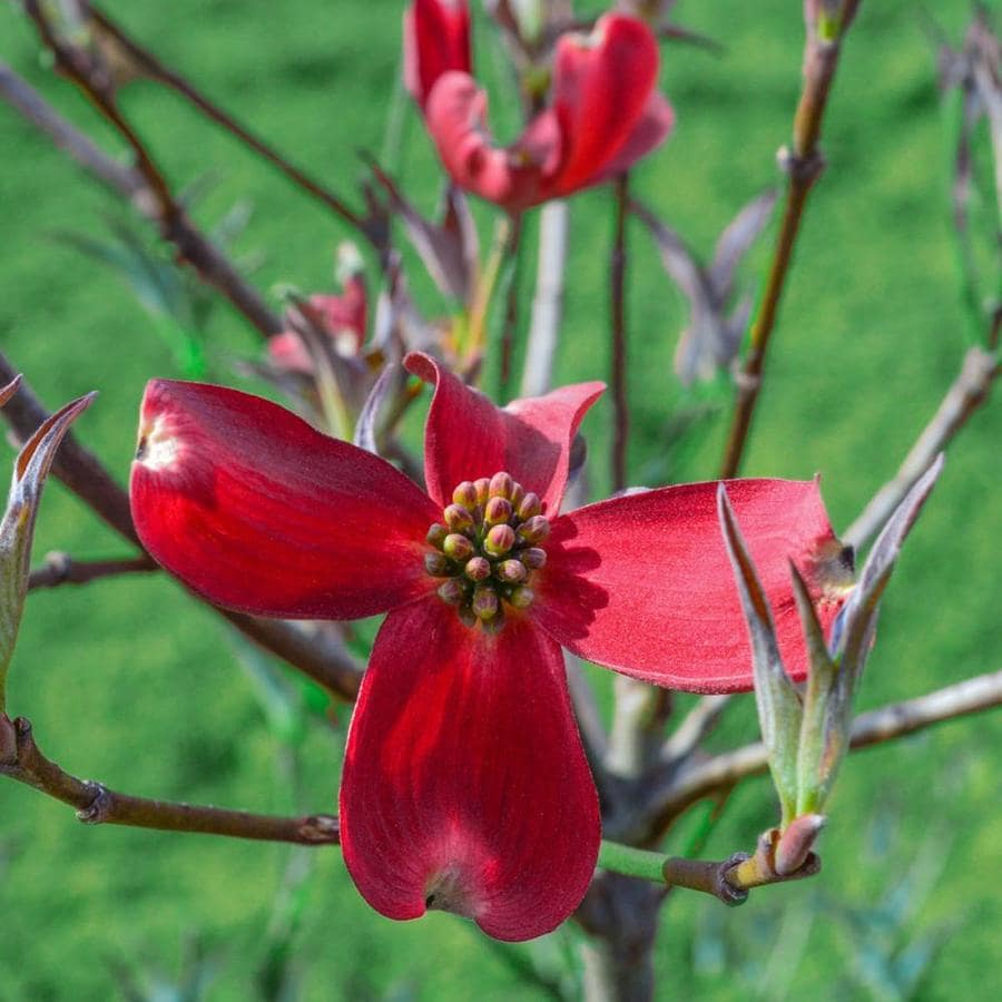 Spring Hill Nurseries 1 Pack Raging Red Dogwood Red Flowering Tree Bare Root In The Trees Department At Lowes Com