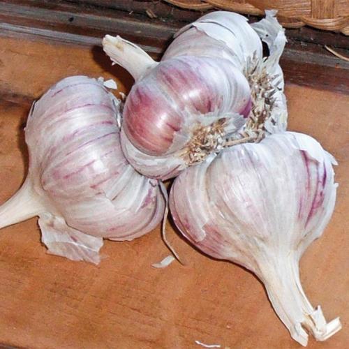 Gardens Alive! 1Pack Inchelium Red Soft Neck Garlic Bulbs at