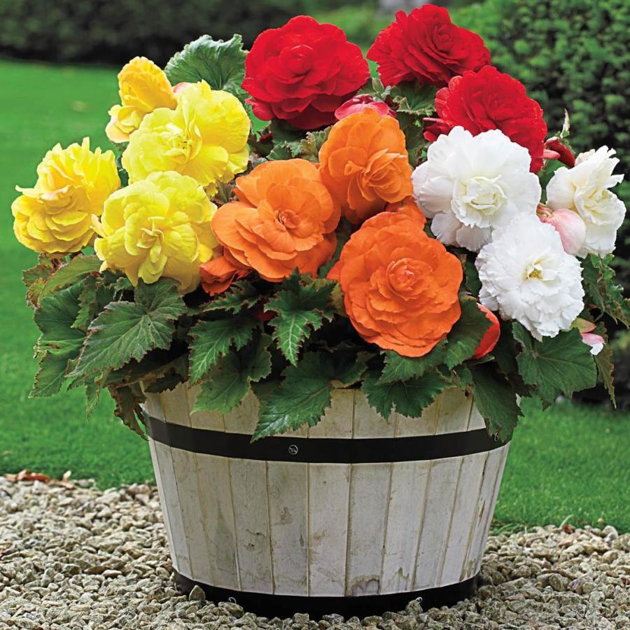 Gardens Alive! 3Pack Giant Camelia Begonia Bulbs at