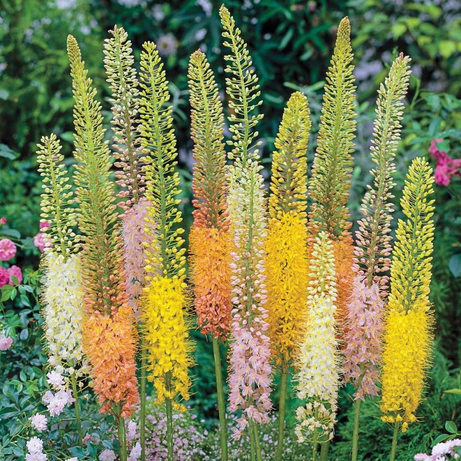 Gardens Alive! 3Pack in Bareroot Foxtail Lily at