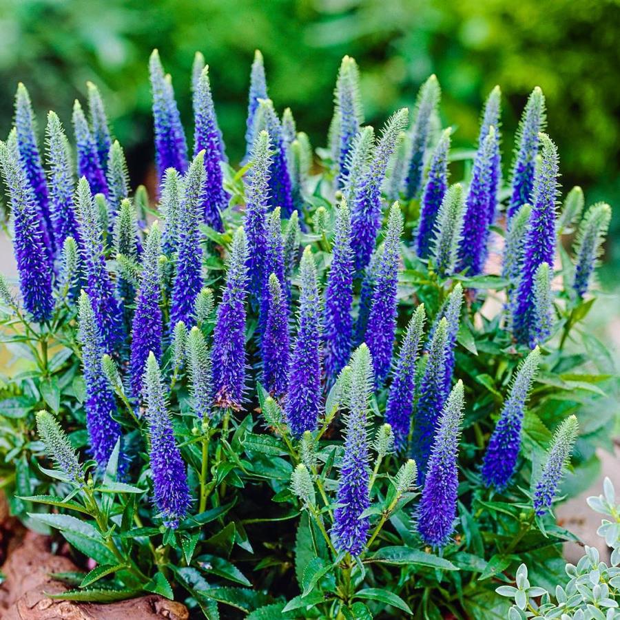 Gardens Alive 1 Pack In Bareroot Dwarf Blue Veronica In The Perennials Department At Lowes Com