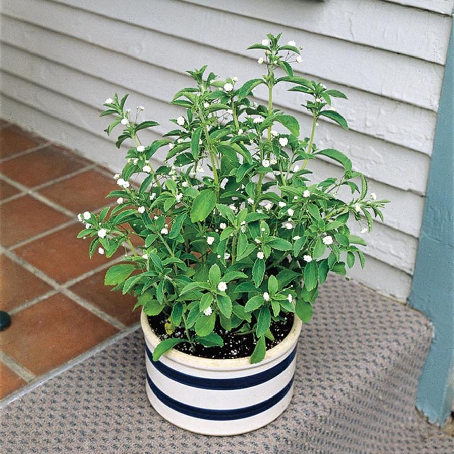Spring Hill Nurseries SWEET LEAF STEVIA PLANT 3 IN POT in the Vegetable