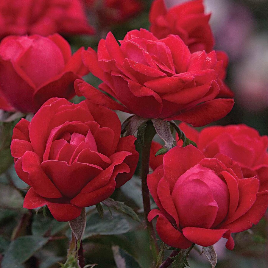 Spring Hill Nurseries in Bare Root Red Double Flowering Knockout Shrub ...