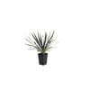 Gardens Alive! 16-oz White Excaliber Yucca Flowering Shrub in Pot at ...