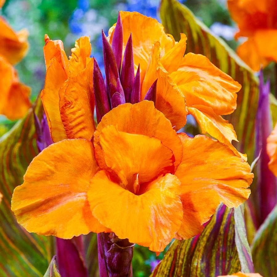 Gardens Alive! Bareroot Variegated Canna Phasion at