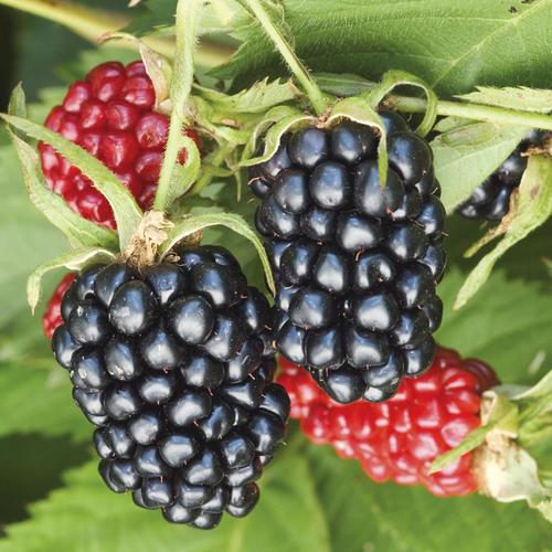 Gardens Alive! 1Pack Blackberry Apache (Bareroot) in the